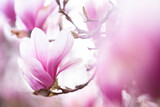 Fototapeta Fototapeta w kwiaty na ścianę - Różowe kwiaty magnolii 
