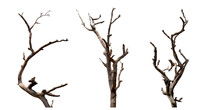 Set Of Dead Tree With Clipping Path Isolated On White Background.