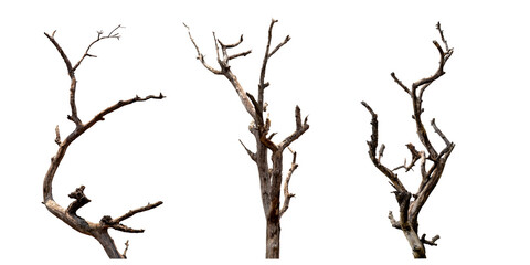 Wall Mural - set of dead tree with clipping path isolated on white background.