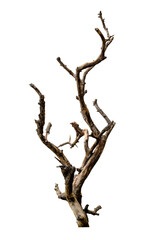 Wall Mural - branch of dead tree with clipping path isolated on white background.