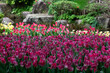 © ManuelC_Ph - tulips in the garden