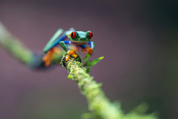 Canvas Print - Red-eyed Tree Frog, Agalychnis callidryas, sitting on the green leave in tropical forest in Costa Rica.