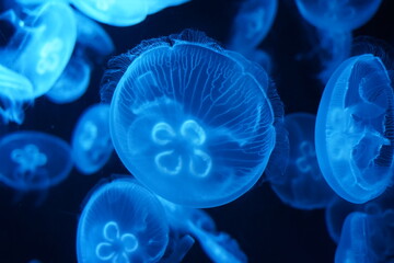 Wall Mural - jelly fish in the aquarium | blue color  | Aurelia aurita | 海月水母