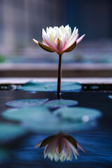 lotus flower with yellow pollen on blue surface of pond