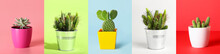 Pots With Green Cacti And Succulent On Colorful Background