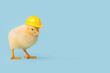 © Pixel-Shot - Funny little chick in hardhat on light blue background
