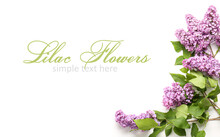 Beautiful Lilac Flowers On White Background With Space For Text, Top View