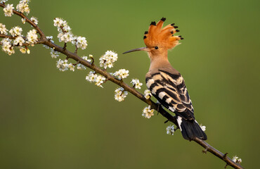 Wall Mural - eurasian hoopoe bird close up ( upupa epops )