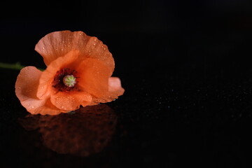 Wall Mural - One red poppy on a black background