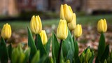 Fototapeta Tulipany - Wiosenne tulipany o poranku na zamku wawelskim