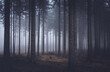 fog in the woods, mistery woods, magiczny las