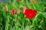 Fototapeta Tulipany - Red tulips on a background of green buds.