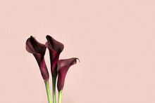 Close Up Purple Calla Lily Flowers On Pastel Pink Background. Minimal Floral Backdrop. Aesthetic Beauty Blossoming Flower, Holiday Flowery Card. Fresh Red Blooms Calla Lilies, Side View