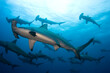 Group of hammerheads swimming in the ocean.