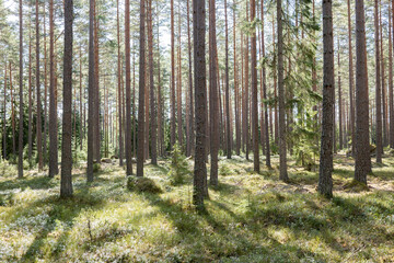  Calmness and relaxation forest area in spring