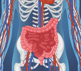 Wall Mural - Human internal organ with intestine
