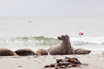 Wall Mural - Harbor seals on the shore in the background of a body of water