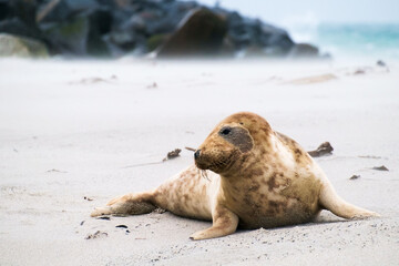 Wall Mural - Cute harbor seal on the shore in the background of a body of water