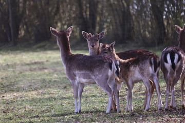 Sticker - Group of deer at the edge of the forest on a sunny day