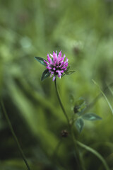 Canvas Print - Close-up of a fresh plant.