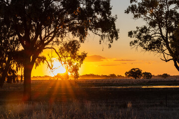 Wall Mural - Field and silhouettes of trees at sunset