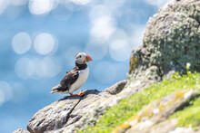 Closeup Of A Puffin Bird Perching On Coastal Rock Against A Bokeh Background