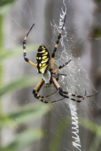 Vertical Shot Of A Yellow Garden Spider Spinning A Web New Bern,North Carolina