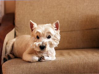 Cute West Highland White Terrier lies in sofa