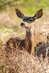 Poster - California Mule Deer (Odocoileus hemionus californicus) standing in the dry grass field. Beautiful deer in its natural habitat.