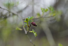 Closeup Shot Of A Shriveled Rosehip Berry On A Branch