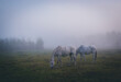 horses in the fog, konie na polanie, pastwisku o poranku w mglisty jesienny dzień