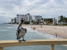 Pelican Sitting On A Pier At The Beach