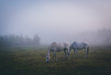 horses in the fog, konie na polanie, pastwisku o poranku w mglisty jesienny dzień