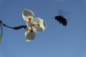 Poster - Closeup of a bumblebee on a white iris flower