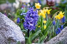 Spring Flower Border With Blue And Purple Hyacinths And Yellow Daffodils