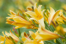 Closeup Of A Garden Of Beautiful Yellow Daylilies With A Blurred Background