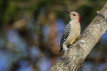 Close-up Shot Of A Red Bellied Woodpecker Perched On A Tree Branch On A Blurred Background
