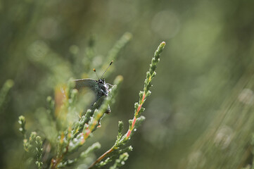 Sticker - Close-up shot of a beautiful Coastal green hairstreak butterfly on a plant in the garden