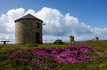 Wall Mural - View of windmills surrounded by greenery fields and blooming pink flowers in Penacova