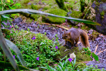 Red-tailed Squirrel Standing On A Rock In The Forest With Purple Flowers In The Blurred Background