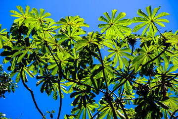 Wall Mural - Low angle shot of green leaves of cecropia obtusifolia plant against blue sky in bright sunlight