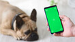 A hand holds a phone with a green screen to consult a veterinarian or do some shopping for a lying pet.