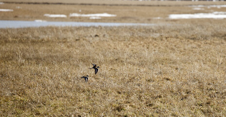 Sticker - Beautiful shot of two birds flying over a yellow grassland on a sunny day with blurred background