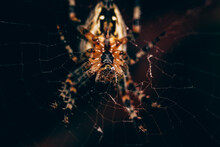 Closeup Shot Of A European Garden Spider On The Blurry Background