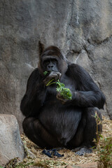 Canvas Print - Vertical shot of an adult gorilla eating greenery