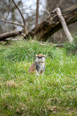 Wall Mural - Vertical shot of a common patas monkey sitting in the grass