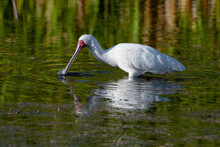 White African Spoonbill Trying To Catch Fish In The Water