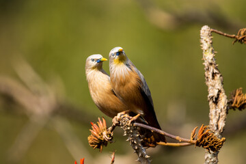 Selective focus shot of two starling birds perched on a blooming tree branch