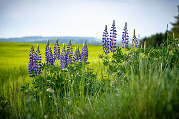 Sticker - Closeup shot of fresh lupine blooming in spring