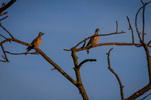 Two Pigeons Are Sitting On The Dry Branches Of A Tree With A Blue Sky On The Background